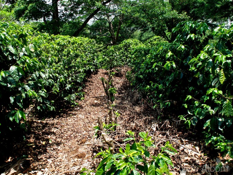 Puntarenas Costa Rica Cruise Port: Thrilling Wildlife, Coffee, and Jungle Delights! 6 Rows of Coffee Plants growing at Coffee Plantation in Costa Rica