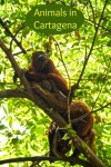 Howler monkeys are amongst the many animals at the Port of Cartagena Colombia
