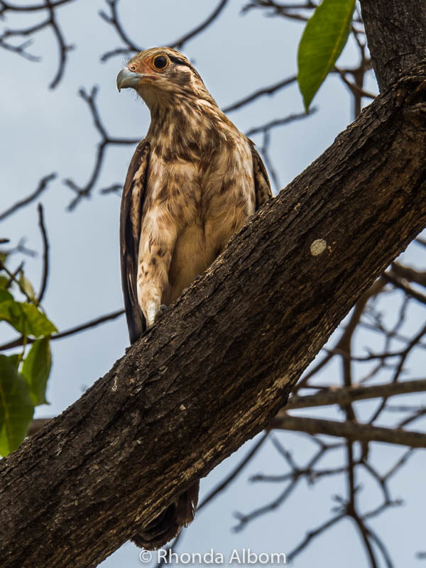 Things to Do in Cartagena Colombia - Maximize One Day in Cartagena 17 Bird seen in Cartagena Colombia