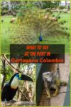 So many varieties of native animals protected at the award-winning and sustainable port oasis located at the cruise port terminal in Cartagena Colombia.