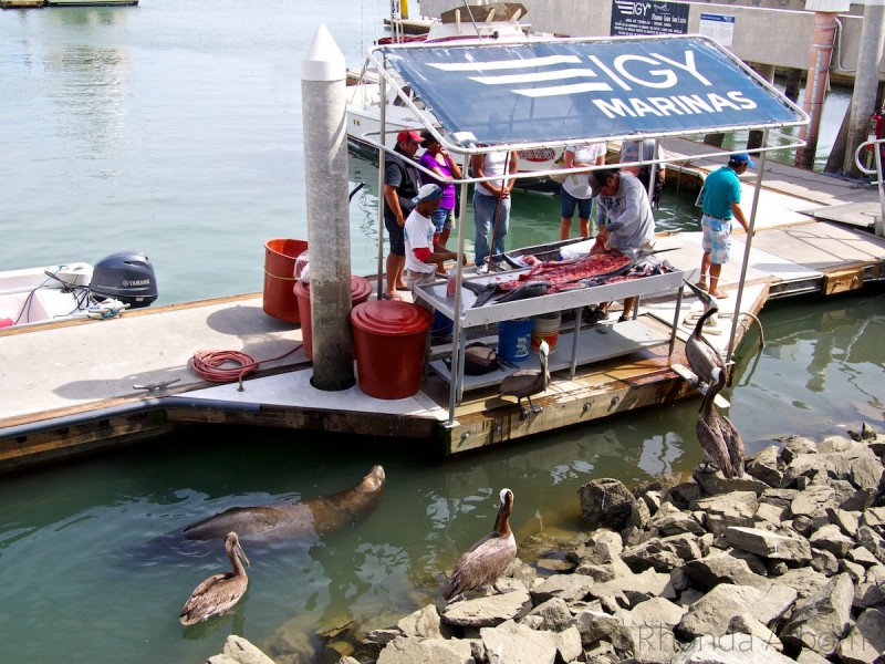 Unique Things to Do in Cabo San Lucas Mexico - Cruise Port Ideas 16 Sealion and pelicans watch fisherman cleaning their catch in Cabo San Lucas.