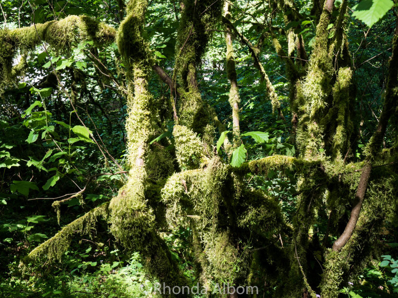 Multnomah Falls: Optional Ways to Take this day trip from Portland Oregon 5 Interesting moss growing on trees on a hike along the Columbia River gorge on a day trip from Portland