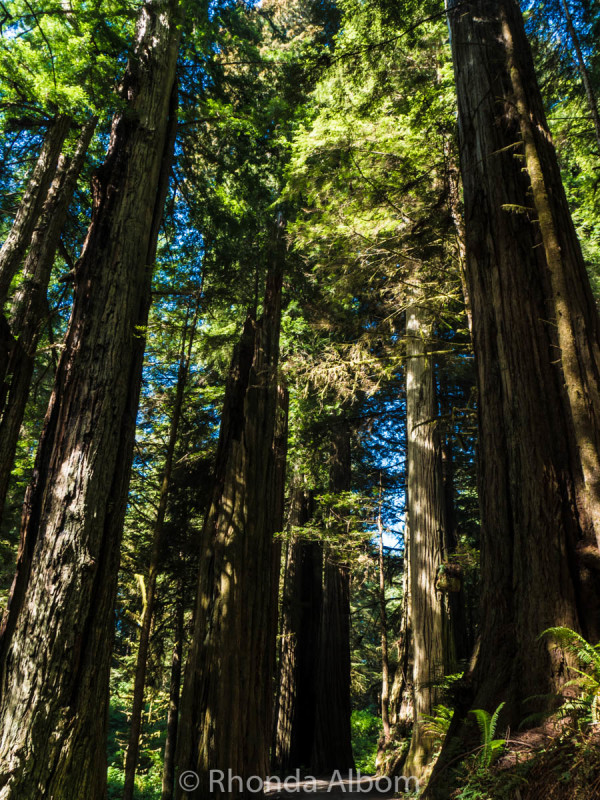 In Jedediah Smith Redwoods State Park, California, USA
