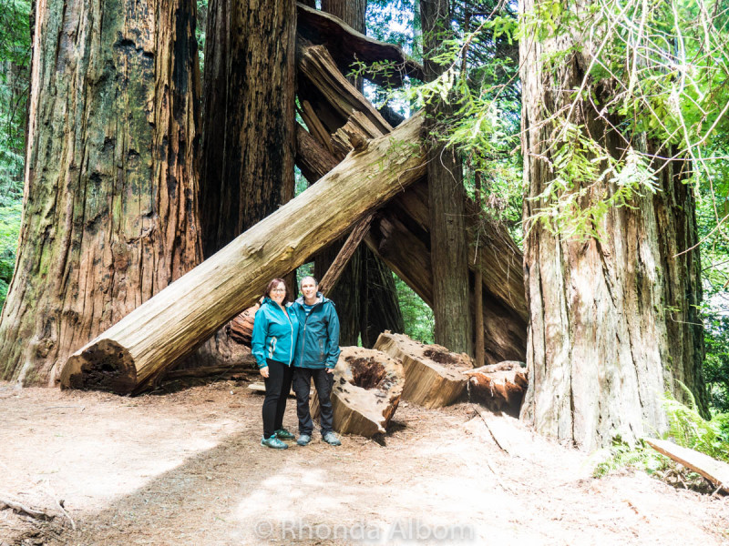 Jedediah Smith Redwoods State Park 2