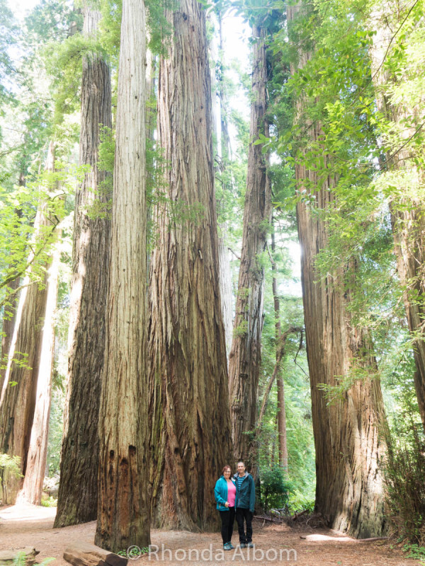 Jedediah Smith Redwoods State Park 3