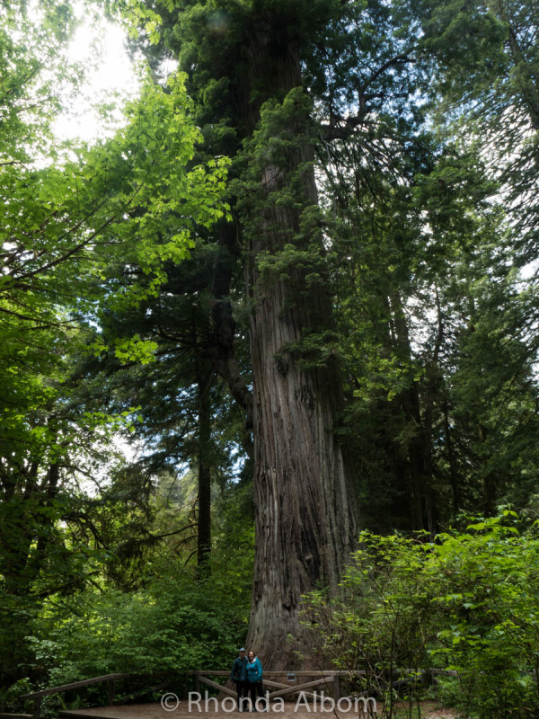 Prairie Creek Redwoods State Park, California, USA