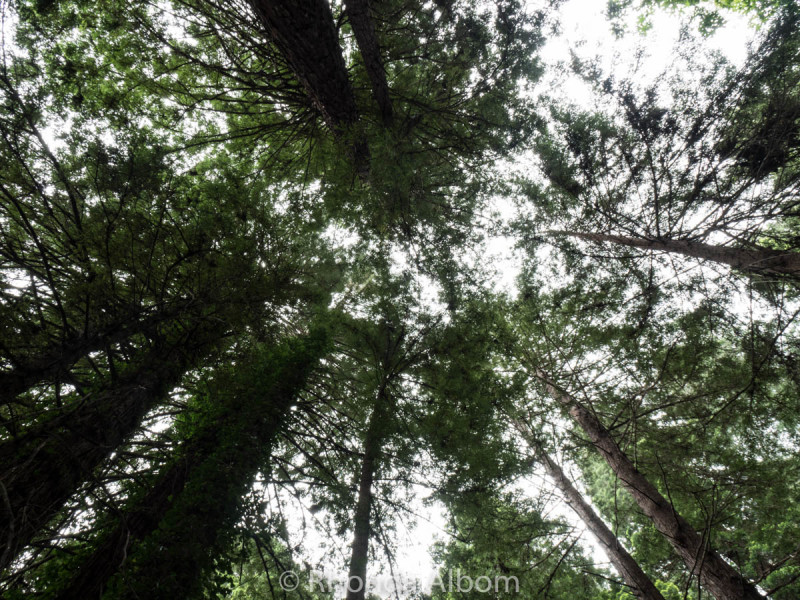 Looking up at the redwood trees in the Avenue of the Giants, California, USA