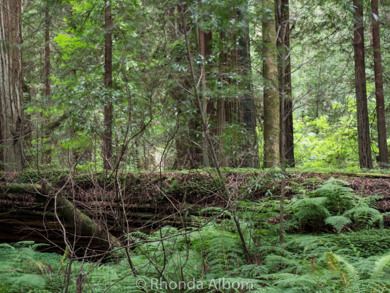 Avenue of the Giants, California, USA