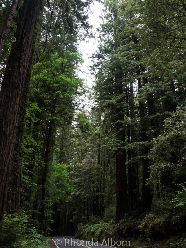 This portion of road through the redwood trees is called the Avenue of the Giants. (Northern California, USA)