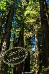 Hiking at Stout Grove in Jedediah Smith Redwoods State Park