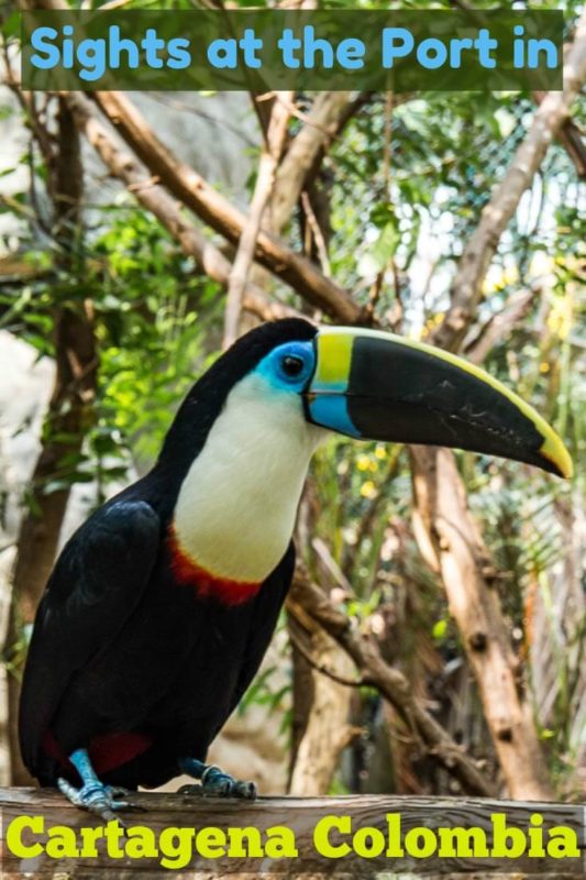 Cartagena Port Oasis: See the Wildlife When You Cruise to Colombia 12 This is one of several varieties of toucan at the award-winning and sustainable port oasis located at the cruise port terminal in Cartagena Colombia.