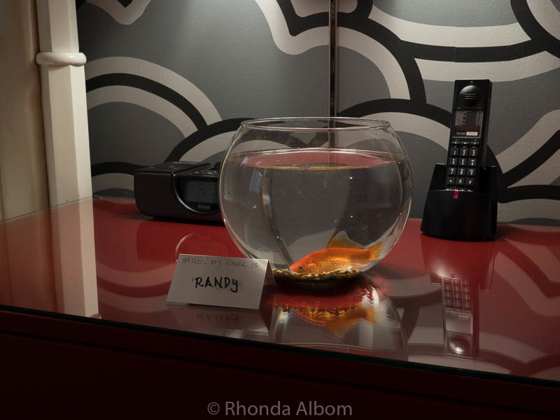 Randy, our companion goldfish
