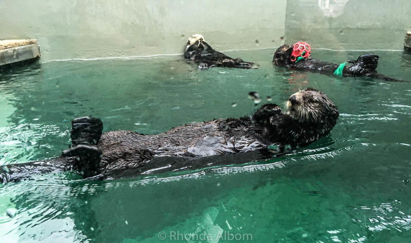 Seattle Itinerary: 10 Fun Things to Do in Seattle 10 Sea otters at the Seattle Aquarium in Washington USA