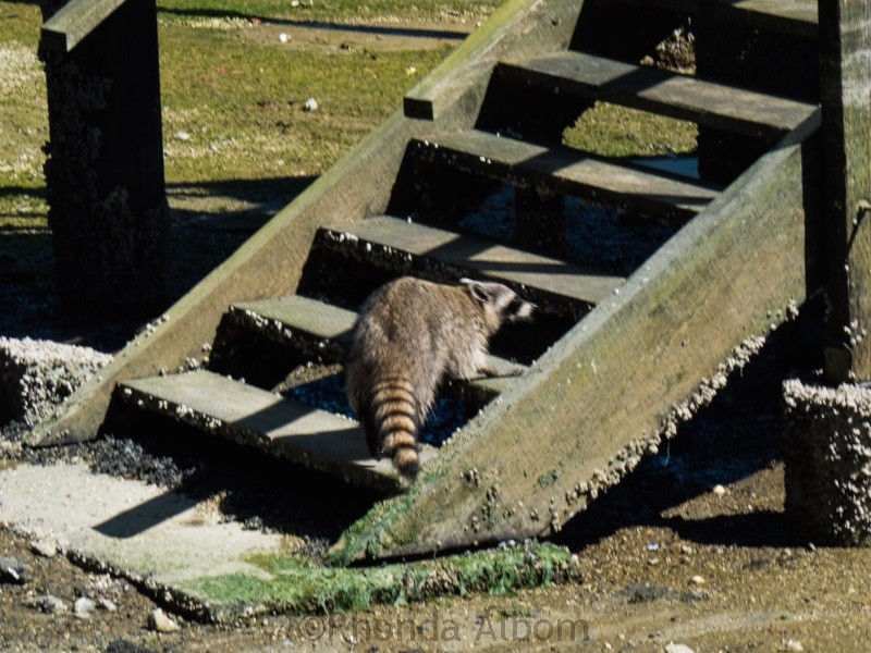Racoon in Stanley Park in Vancouver Canada