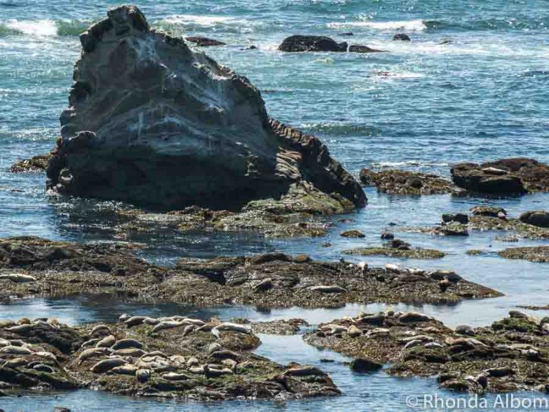 Sea Lions at the Marine mammal view point at Cape Arago, along the Oregon Coast in the USA