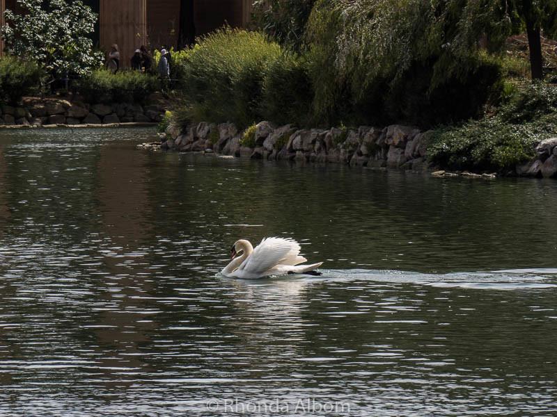 A swan on the lagoon of The Palace of Fine Arts in San Francisco California