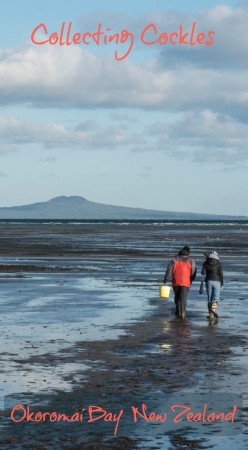 Where to Find Cockles: Collecting Cockles at Okoromai Bay, New Zealand 10 Collecting cockles (small clams) on Okoromai Bay in Auckland New Zealand