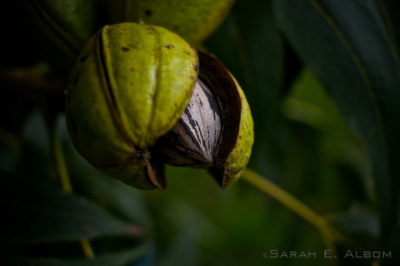 Walnut on the tree in Rosario, Argentina. Photo copyright ©Sarah Albom 2016