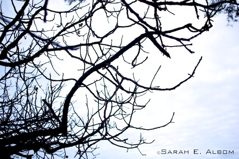 Tree on el campo in Rosario, Argentina. Photo copyright ©Sarah Albom 2016