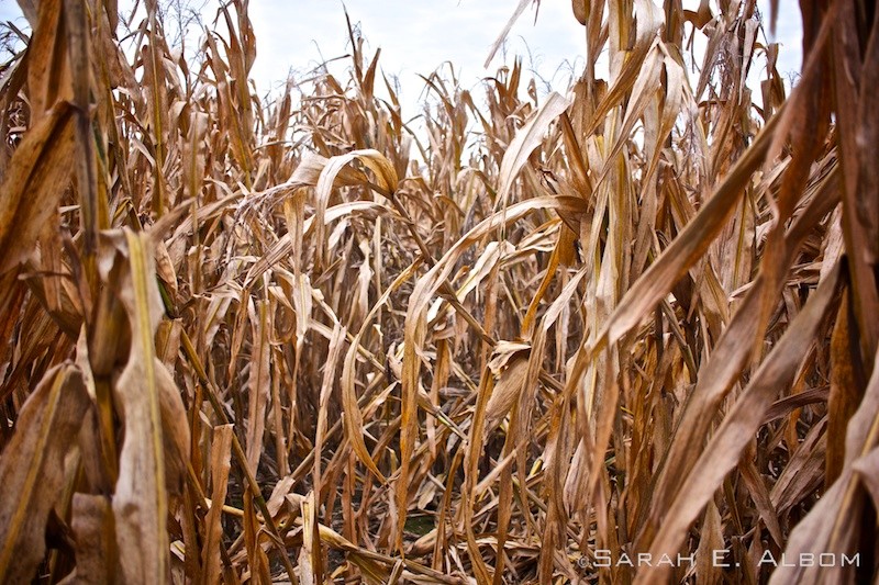 Corn field in Rosario, Argentina. Photo copyright ©Sarah Albom 2016