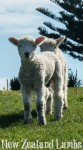 Two Adorable baby Lambs at Shakespear Park in Auckland New Zealand