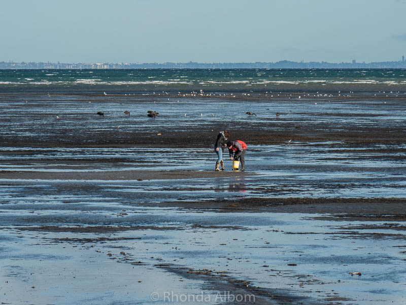 Where to Find Cockles: Collecting Cockles at Okoromai Bay, New Zealand 3 Collecting Okoromai Bay cockles in Auckland New Zealand