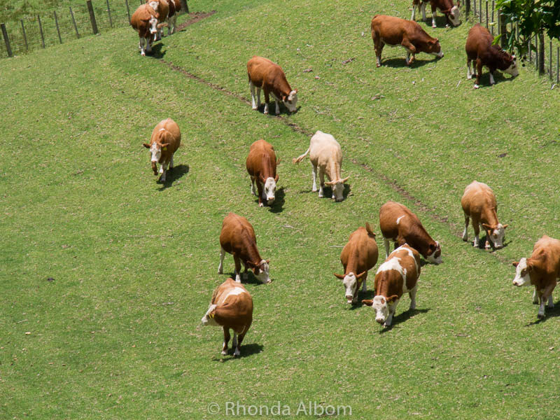 Exploring Cornwall Park, Auckland New Zealand 5 Cows in Cornwall Park, Auckland New Zealand