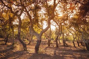 Discover 2 Ancient Megalithic Sites Near Evora Portugal 9 Portugal Cork Trees Depositphotos 542367486 S sm