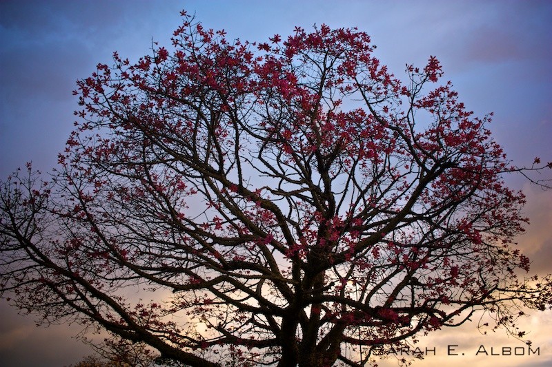 Tree in the costanera of Santa Fe city, Santa Fe, Argentina. Photo copyright ©Sarah Albom 2016