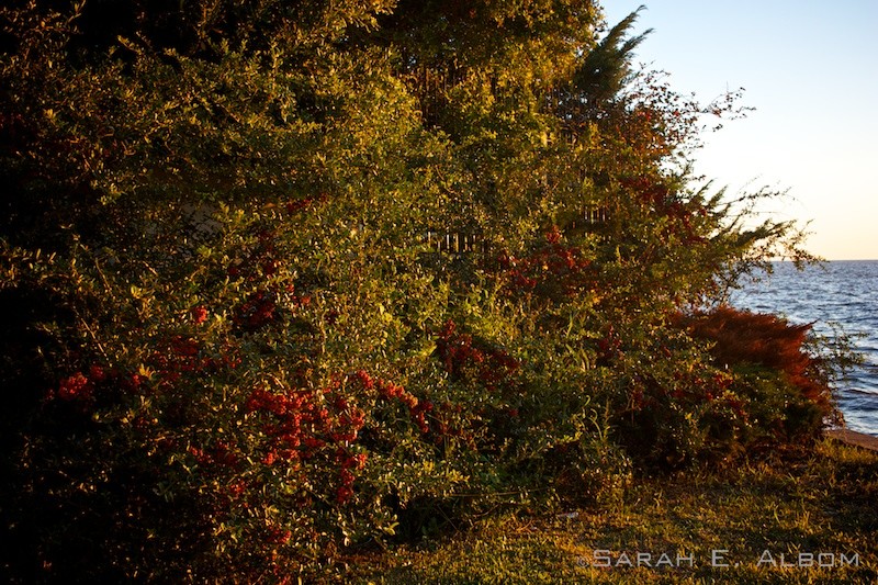 Berries in the costanera, Santa Fe city, Santa Fe, Argentina. Photo copyright ©Sarah Albom 2016