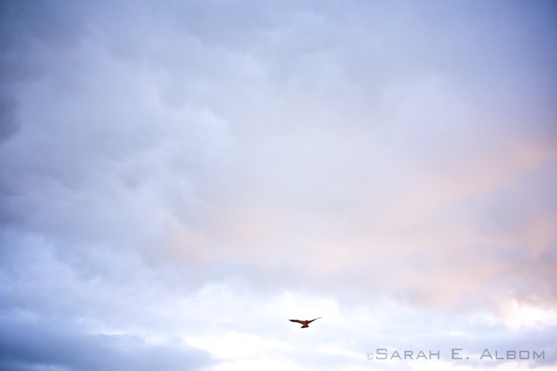 Kite on the Santa Fe riverside in Santa Fe city, Argentina. Photo copyright ©Sarah Albom 2016