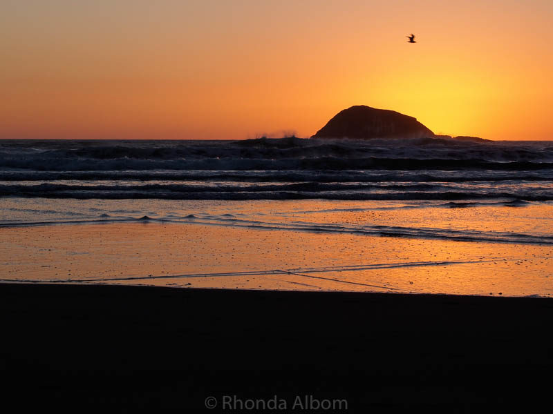 Muriwai Beach at sunset in New Zealand