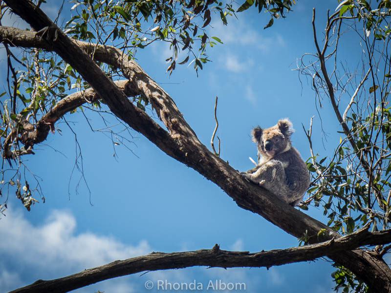 Adelaide to Melbourne Road Trip: Route Planning Made Easy 16 Koala seen from the Great Ocean Raod