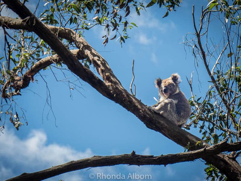 Australian Animals Unique, Poisonous, or Adorable • Albom Adventures