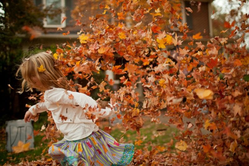 Leaf-Peeping Maine and Other Regional New England Fall Foliage 12 Child playing in the leaves in Salem, Massachusetts USA