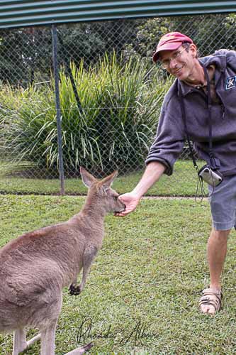 Brisbane in a Day: Our Cruise Port Visit 2 Feeding Kangaroos at the Australia Zoo is a highlight of Brisbane in a day