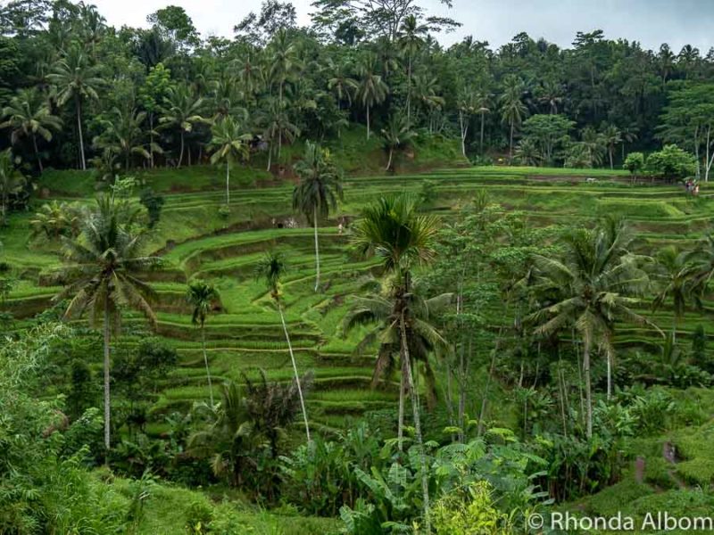 Tegalalang Rice Terrace in Bali Indonesia