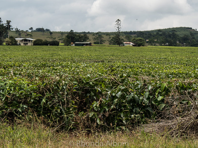 Tea farm of Nevada Tea Plantation