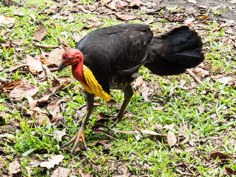 Australian Bush Turkey