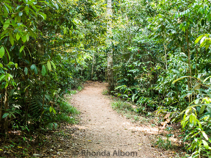 The rainforest path leading to Zellie Falls.