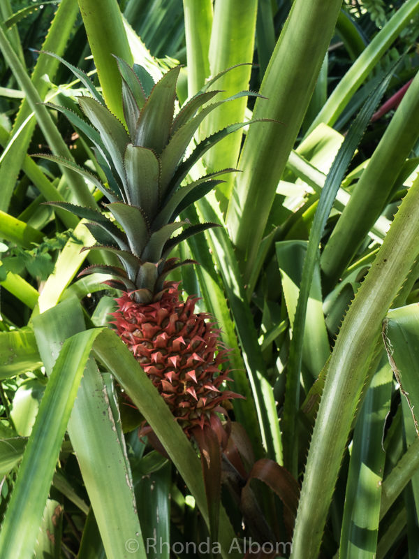 Pineapple at George Brown Botanic Gardens in Darwin Australia