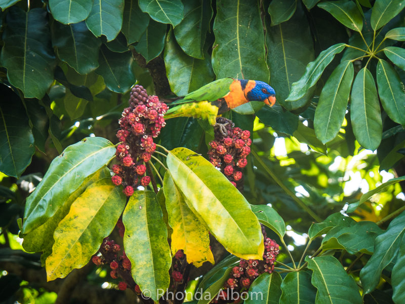 Lorikeet near Museum and Art Gallery of Northern Territory
