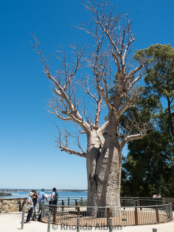 Free Things to Do in Perth Australia 3 Estimated to be 700 years old, this is the oldest boab tree in Australia. It is said to have come originally from Africa.