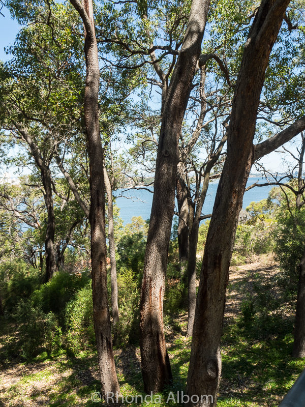 Medicine tree in Western Australia Botanic Garden, Perth