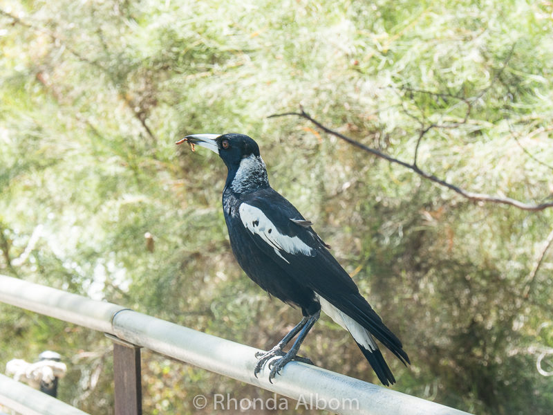 Bird with worm seen in Western Australia Botanic Garden, Perth