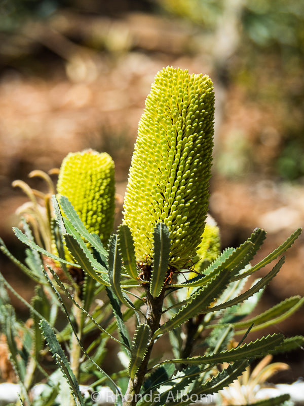 A closer look at some of the native flowers.
