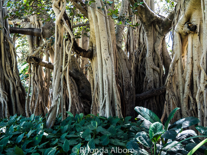Brisbane in a Day: Our Cruise Port Visit 6 Above ground root system of a Banyan Fig Tree