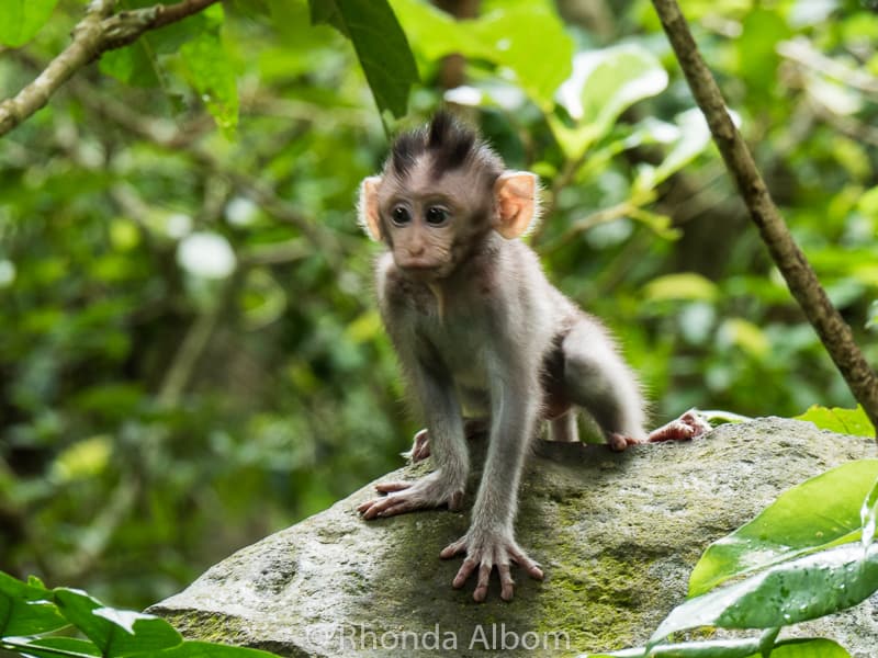 Mandala Suci Wenara Wana Sacred Monkey Forest Sanctuary in Ubud Bali, Indonesia