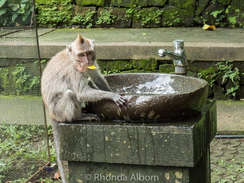 Monkey in a water fountain in Ubud, Bali Indonesia