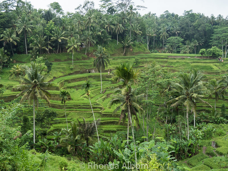 Tegalalang Rice Terrace in Bali, Indonesia